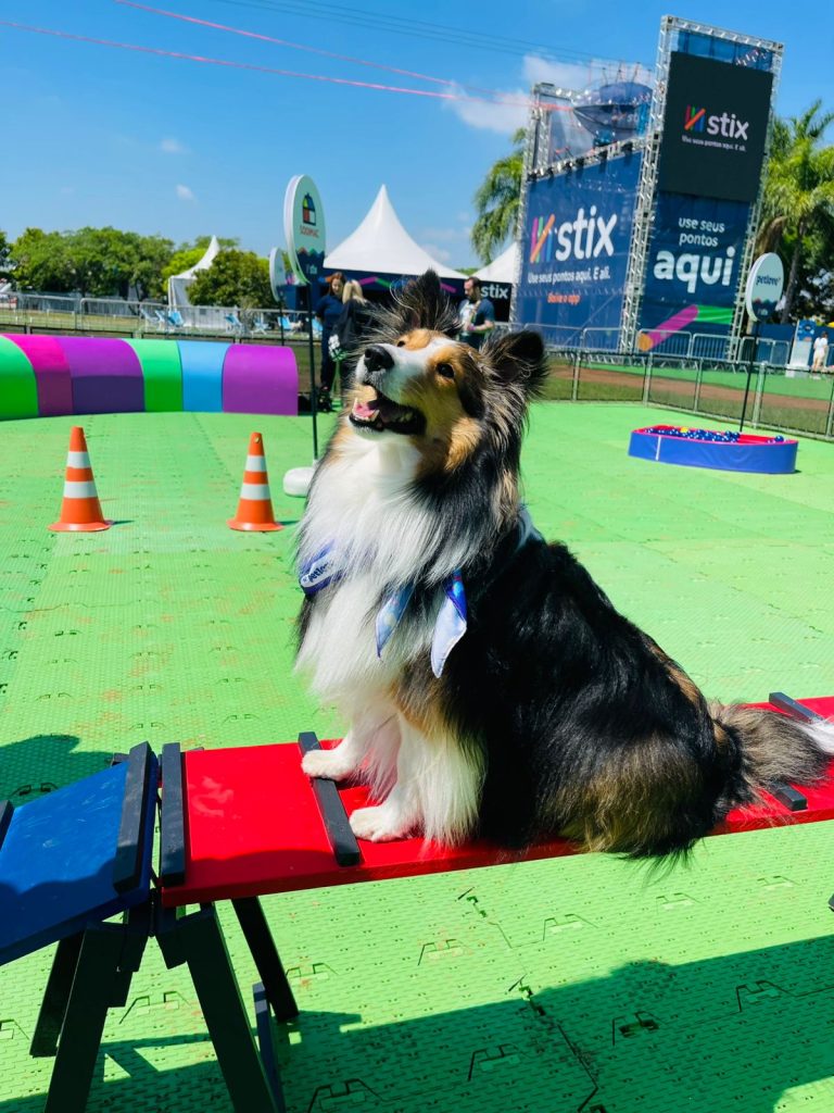 Cachorro sobre obstáculo do circuito de agility em parquinho para pets